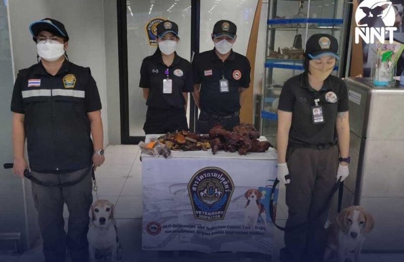 “สารวัตรบีเกิ้ล” ด่านกักกันสัตว์สุวรรณภูมิ ตรวจพบค้างคาวรมควันซุกในสัมภาระจากจีน
