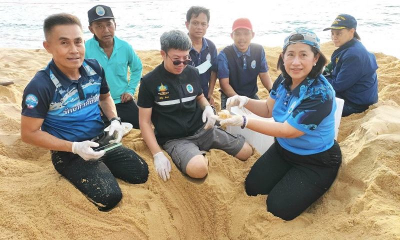 เฮ! แม่เต่ามะเฟืองวางไข่ “รังแรก” ของฤดู 118 ฟอง หาดบางขวัญ พังงา