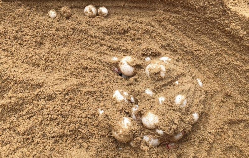 อุทยานแห่งชาติสิรินาถ เผยพบเต่ามะเฟืองขึ้นวางไข่หาดไม้ขาวมากกว่า 100 ฟอง