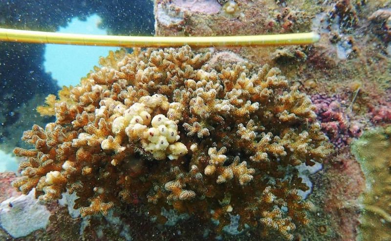 กรม ทช. ติดตาม 4 ปี การเปลี่ยนแปลงสิ่งมีชีวิตบริเวณปะการังเทียมรูปโดม เกาะไม้ท่อน ภูเก็ต