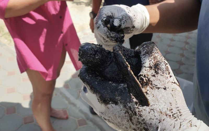 เร่งช่วยเหลือ ‘น้องออย’ เต่าตนุผลกระทบจากคราบน้ำมันถูกคลื่นซัดติดชายหาด
