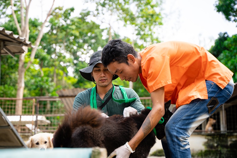 ภาพ มูลนิธิเพื่อสุนัขในซอย