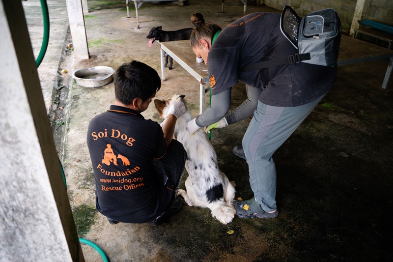 ภาพ มูลนิธิเพื่อสุนัขในซอย