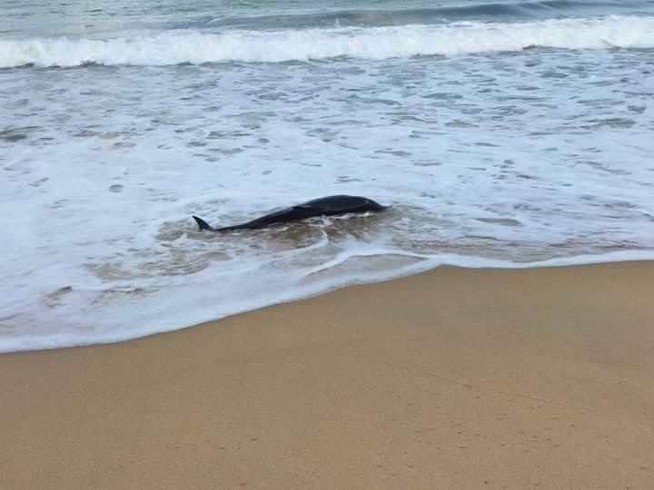 ภาพ อุทยานแห่งชาติเขาลำปีหาดท้ายเหมือง