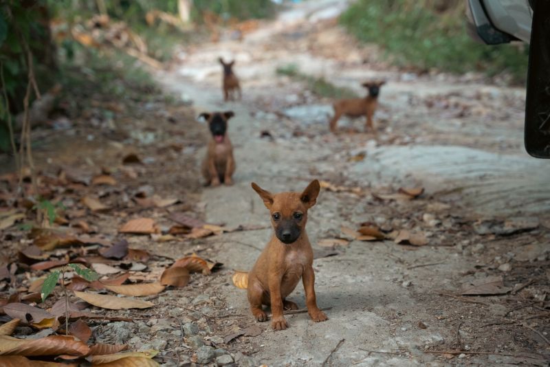 ภาพ มูลนิธิเพื่อสุนัขในซอย