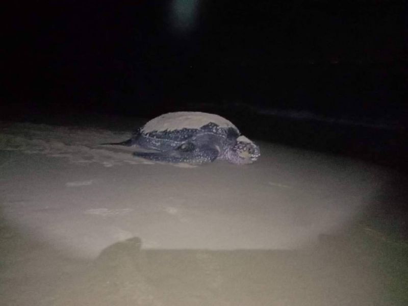 ภาพ อุทยานแห่งชาติเขาลำปีหาดท้ายเหมือง