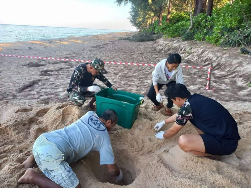 พบแม่เต่ามะเฟืองเดินกลับสู่ทะเลหลังวางไข่ ณ อุทยานแห่งชาติเขาลำปี-ท้ายเหมือง