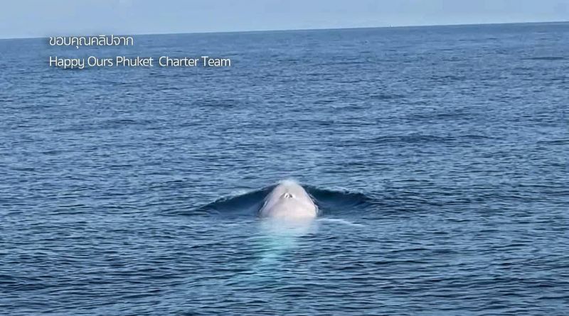 “วาฬโอมูระเผือก” โผล่ทะเลภูเก็ต ผู้เชี่ยวชาญคาดเป็นตัวแรกของโลก