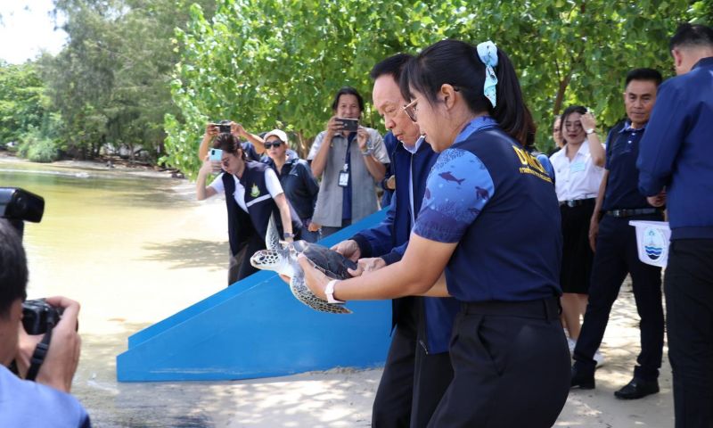 พัชรวาทลงพื้นที่ภูเก็ตร่วมปล่อยเต่า ติดตามปัญหารับฟังบรรยายปะการังฟอกขาว