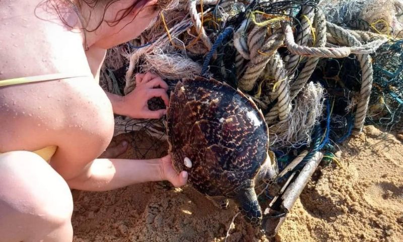 นทท.ร่วมช่วยเหลือเต่า 2 ตัวถูกพันรัดกับเศษอวน หน้าชายหาดโรงแรมในไม้ขาว