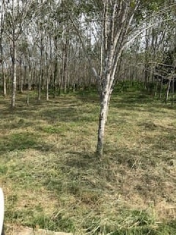 ขายที่ดินทางเหนือภูเก็ต