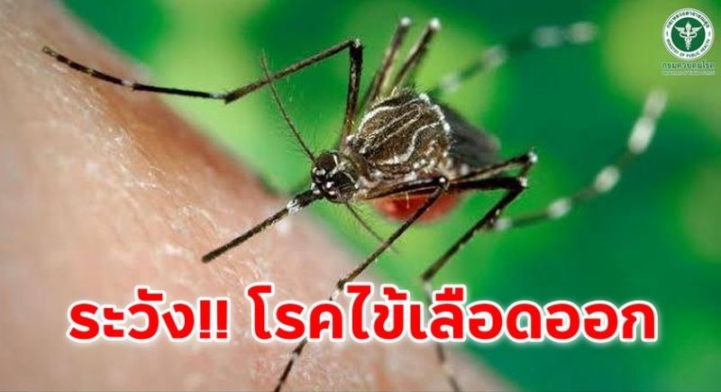 แพทย์เตือนฝนตกระวัง ’โรคไข้เลือดออก’ แนวโน้มผู้ป่วยเพิ่มขึ้น ภูเก็ตมีอัตราป่วยสูงสุด