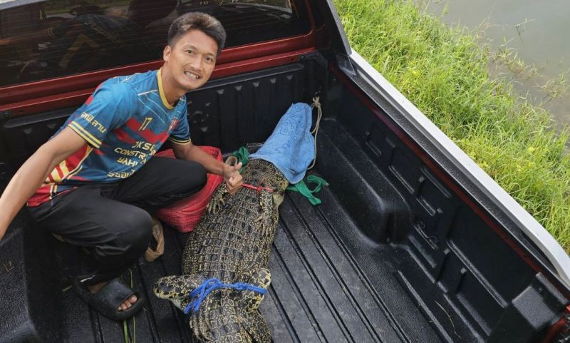 จับได้แล้ว! จระเข้ลอยคออยู่ในขุมเหมืองข้างสนามกอล์ฟภูเก็ต หลังไล่ล่าเกือบสัปดาห์