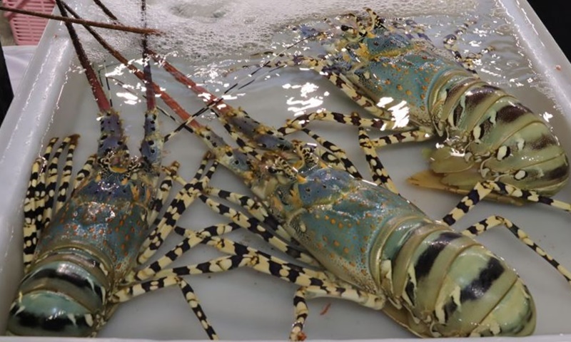 ประมงภูเก็ตร่วมเอกชนและภาคีเครือข่าย เชิญเที่ยวงาน Phuket Lobster Festival 2024 ปลายแหลมสะพานหิน