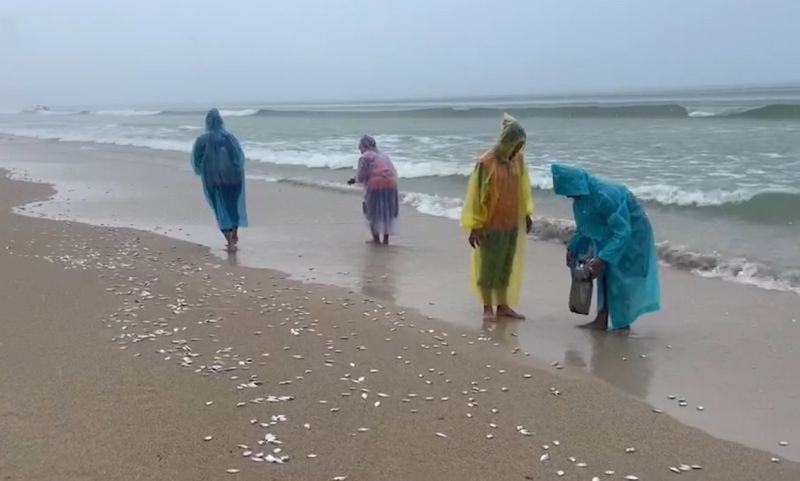 ตะลึง ’หาดป่าตอง’ ปลาตายเกลื่อนตลอดแนวชายหาด เร่งหาสาเหตุ