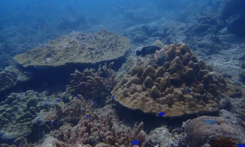 กรมทะเลสำรวจแนวปะการังเขาหน้ายักษ์ หาดท้ายเหมือง ปะการังฟื้นตัว ขยะส่วนใหญ่จากประมง