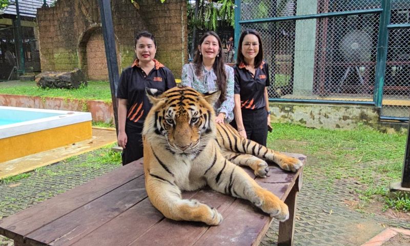 ผู้บริหารสวนเสือภูเก็ตแจงเหตุชายอินเดียโดนเสือทำร้ายไม่ได้เกิดขึ้นในภูเก็ต