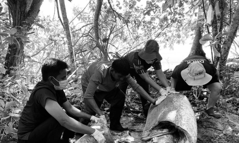 สลด! ซากพะยูนลอยกลางทะเล ส่วนหัวถูกตัดขาด พบบาดแผลฉกรรจ์จากของมีคม