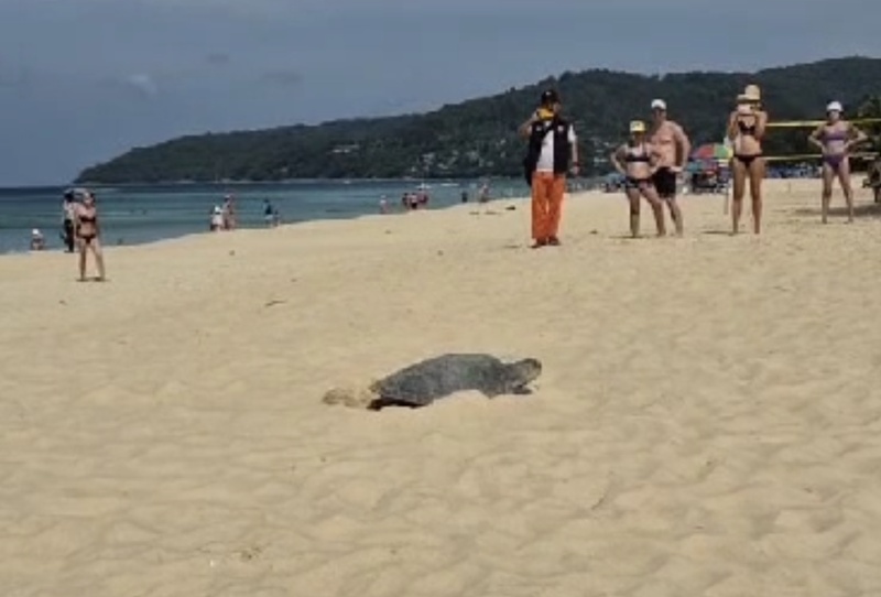 เฮรับปีใหม่! พบเต่าหญ้าขึ้นวางไข่ 124 ฟอง บนชายหาดกะรน