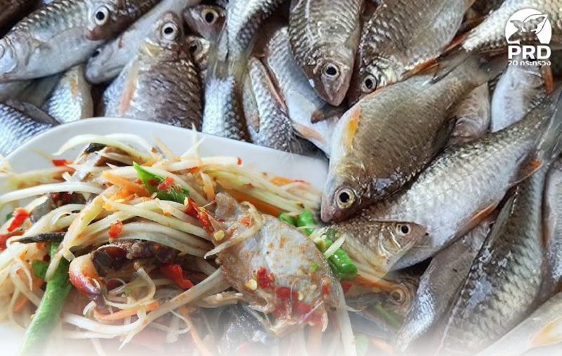 เตือน! กินปลาน้ำจืดดิบเสี่ยงโรคพยาธิใบไม้ตับ สาเหตุหลักโรคมะเร็งท่อน้ำดี